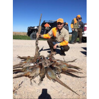Western Kansas Pheasant Hunts Logo