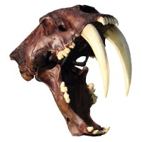 Intermountain Paleo-Consulting Logo