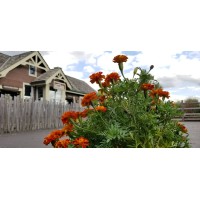 Bengtson Pumpkin Farm Logo