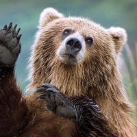 Bear & Blue Creative Studio Logo