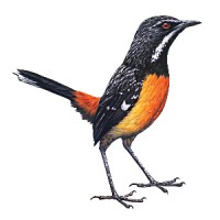 Rockjumper Birding Tours Logo