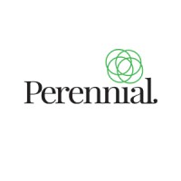 Perennial Logo