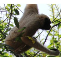 Save Cambodias Wildlife (SCW) Logo