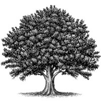 The Center for Learning with Nature Logo