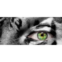 Lynx Business Development Logo