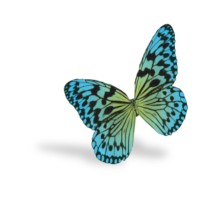 CADDRA - Canadian ADHD Resource Alliance Logo