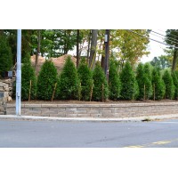 Joseph Bulfamante and son landscape contracting Logo