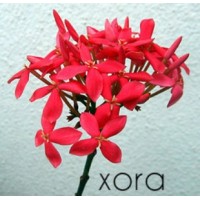 Ixora Tech Consulting Services Private Limited Logo