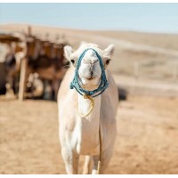 Terre des étoiles Desert Eco Camp Logo