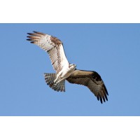 Osprey Scientific Inc. Logo