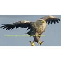 The Arnold Collective, Inc. Logo