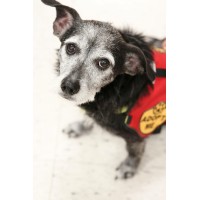 Foster Pet Outreach-Peoria Logo
