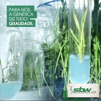 SBW DO BRASIL Logo