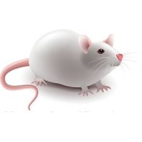 Mouse Specifics, Inc. Logo