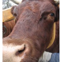 Hale Farm & Village Logo