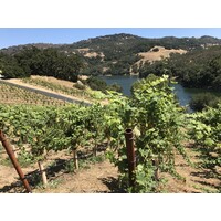 Alamitos Vineyards Logo