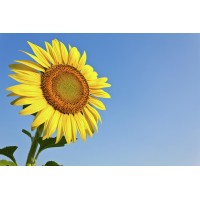 The Happy Life Foundation Logo