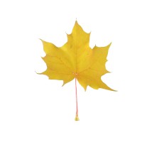 Yellow Maple Logo