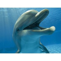 Costa Rica Dive and Surf Logo