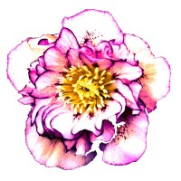 De Helleborus Logo