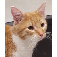 Animal Protective Foundation Logo