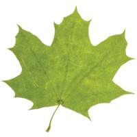 Green Leaf Massage & Day Spa Logo