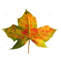 Maple Tech Systems, Inc Logo