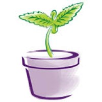 Doc Greens Healing Collective Logo