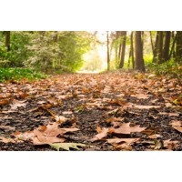 Trailbreaking AB Logo