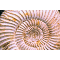 SA Alpha Capital Management Logo