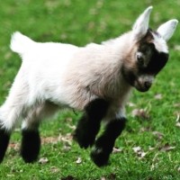 Scofflaw Brewing Co. Logo