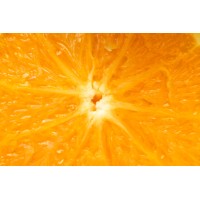 Quantum Foundation Logo