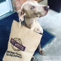 Pet Wants Charlotte: The Urban Feed Store Logo