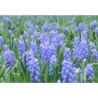 Pierson & Pierson CPAs, PLLC Logo