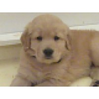 ECAD, Educated Canines Assisting with Disabilities Logo