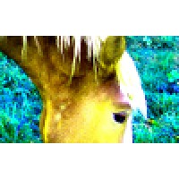 Yellow Horse Art Studio Logo