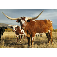 Longhorn Wealth Management Group Logo