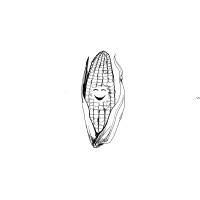 Seeds for Growth foundation Logo