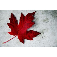 Clearwater Private Investment Logo