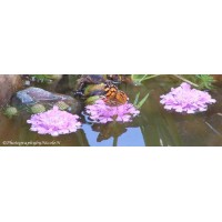 Photography by NicoleN Logo