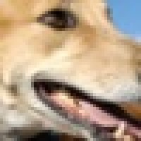 Friends of Retired Greyhounds Logo