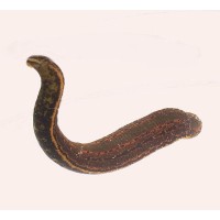 Leech.com Logo