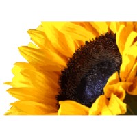 BMac Design & Developments Ltd. Logo