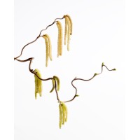Hazel Twig Logo