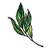 Branch Creek Logo