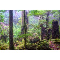 Bizarre Journeys Logo