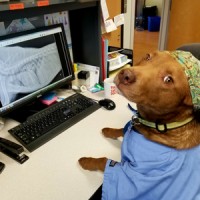 Veterinary Referral and Critical Care Logo