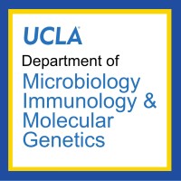 UCLA Department of Microbiology, Immunology and Molecular Genetics Logo
