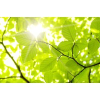 Gemeinschaftspraxis für integrative Therapie Logo