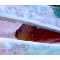 Art4Fish Logo